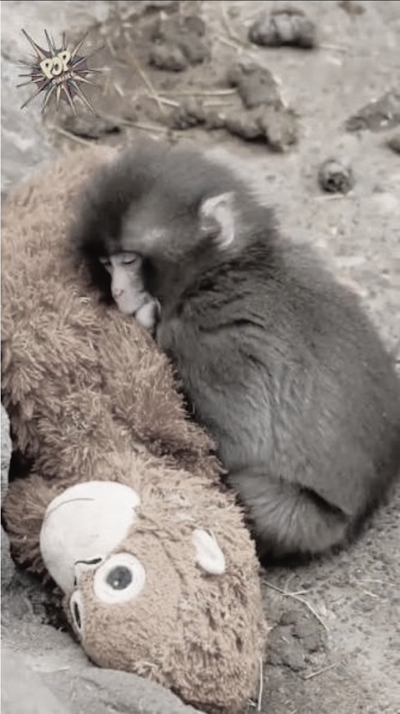 Gotitas De Sal tweet media