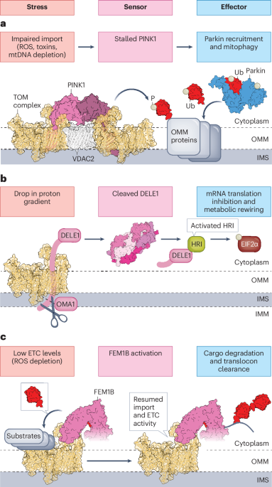 NatureStructMolBiol tweet media