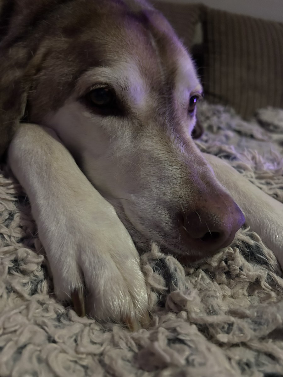 troubledeciding's tweet photo. @aburkhartlaw @socojennedwards @bunsenbernerbmd Mix that with a husky 🫣😂 Goofy and stubborn 😂 https://t.co/3Zeug7fASu