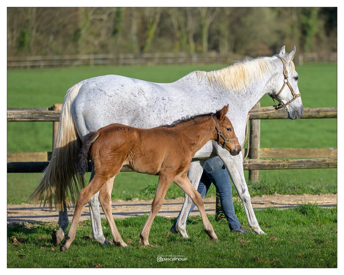 Haras du Buff tweet media