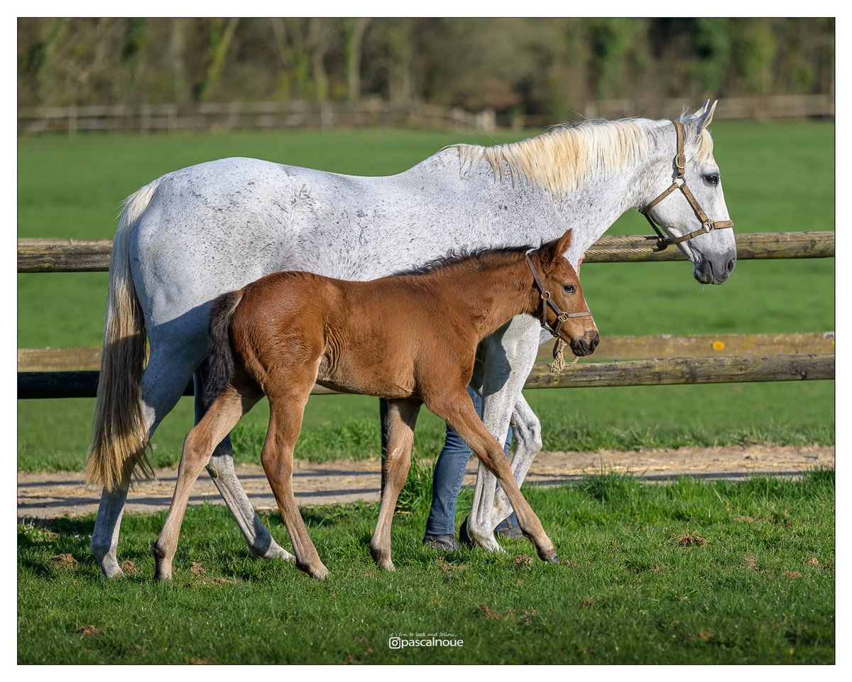 Haras du Buff tweet media