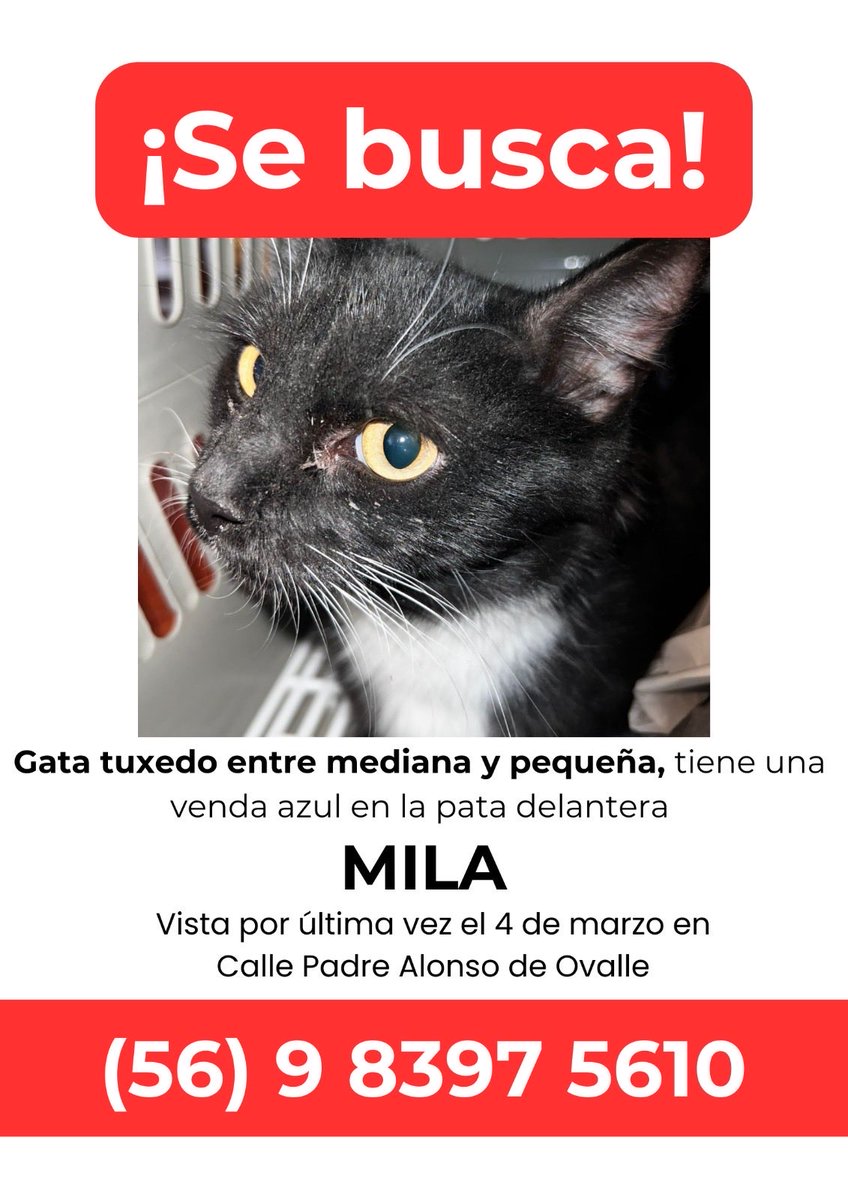 Hola! Ayer se nos escapó nuestra gata, sector santiago centro!
¡es muy asustadiza,por favor avísennos si la ven!
<a href="/10minyqrd/">fran</a> <a href="/Mateo_delourdes/">Mateo de lourdes🇨🇱</a>