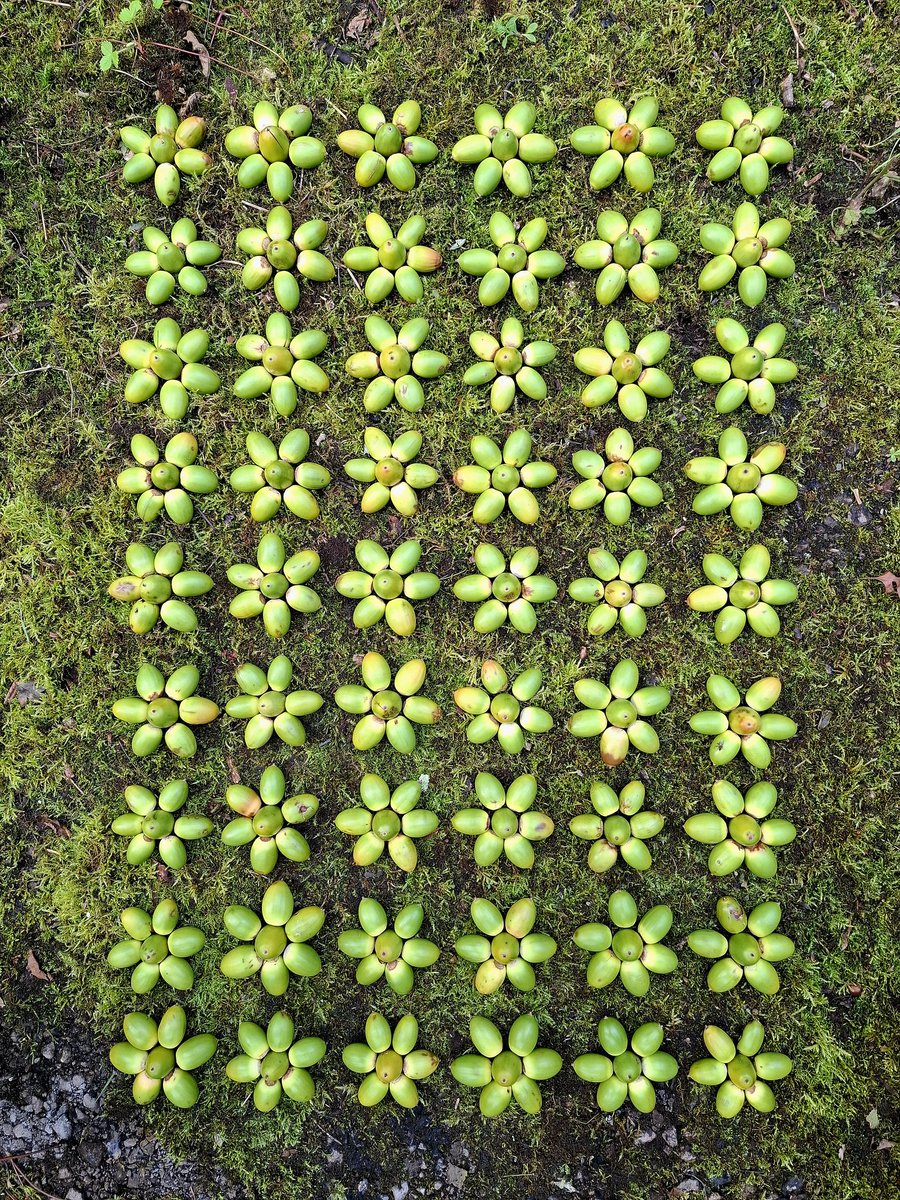 TimPughArtist's tweet image. Delighted to be invited to participate in the textile group exhibition"Seed " as a guest artist at Florence Mine Arts Centre,Egremont,West Cumbria,where am showing enlarged photographs of acorn installations. Many thanks for inviting me 👍 #florencemine #artscentre #groupshow