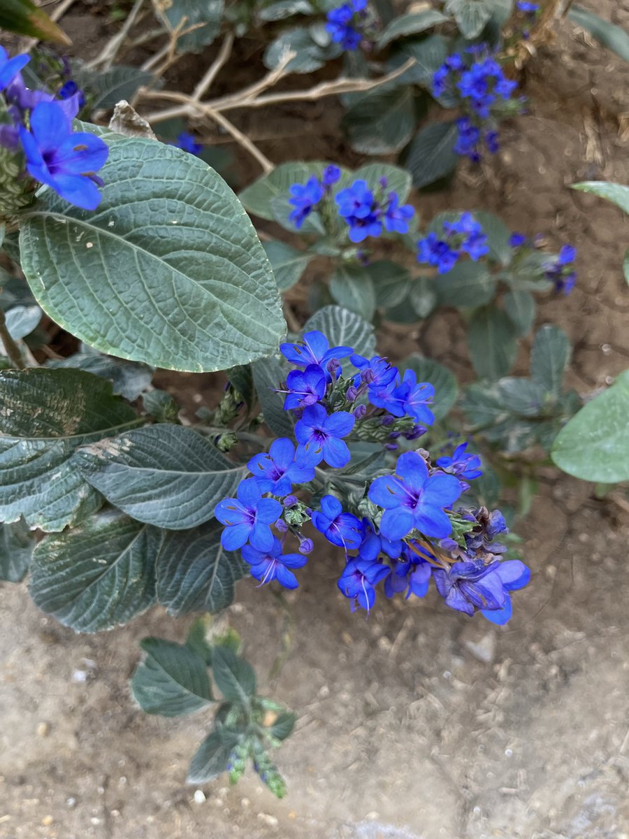 Dr. Arwa Nouby tweet media