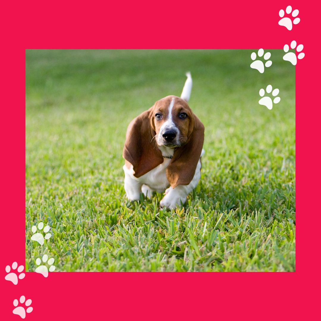 Mascotas Cachorros perros gatos Colombia club tweet media