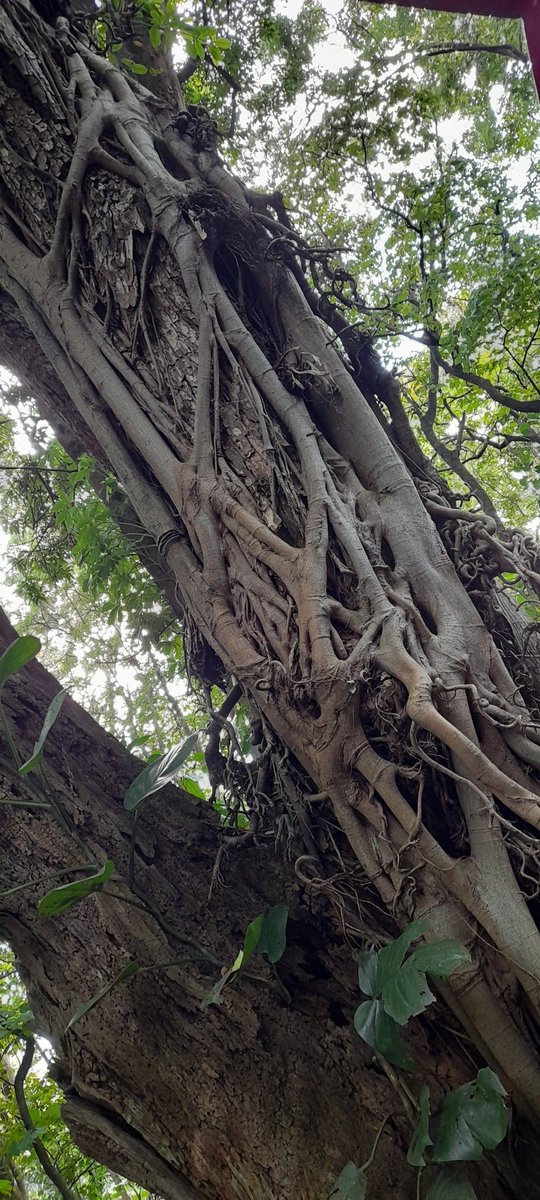 Ivan D. Montealegre tweet media