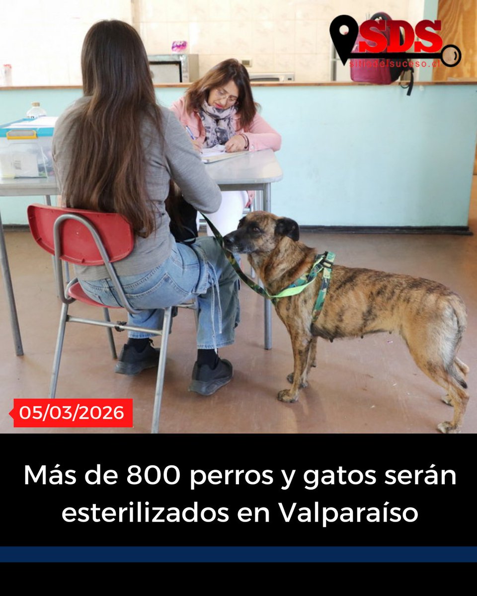 Más de 800 perros y gatos serán esterilizados en Valparaíso

Detalles en ➡️  sitiodelsuceso.cl/2026/03/05/mas…