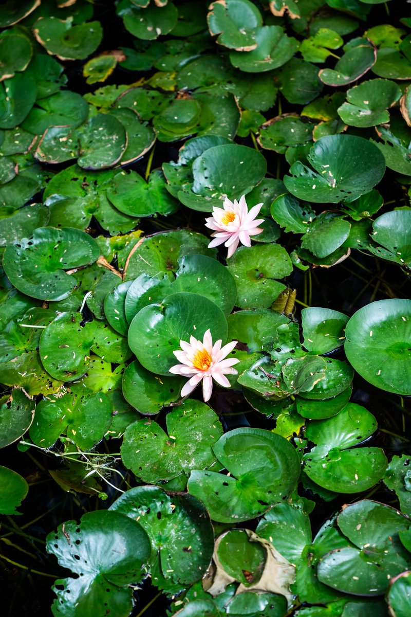 Brandon Genson tweet media