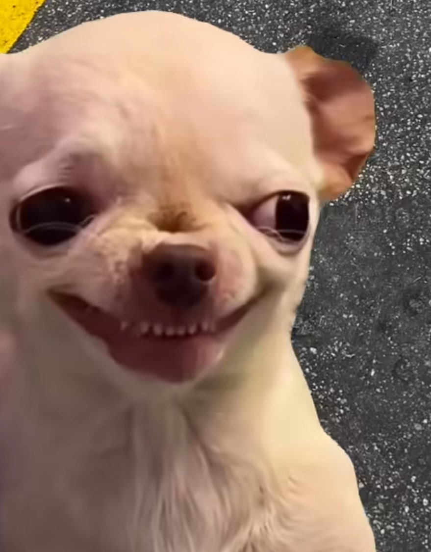 Celeste 🦕 tweet media