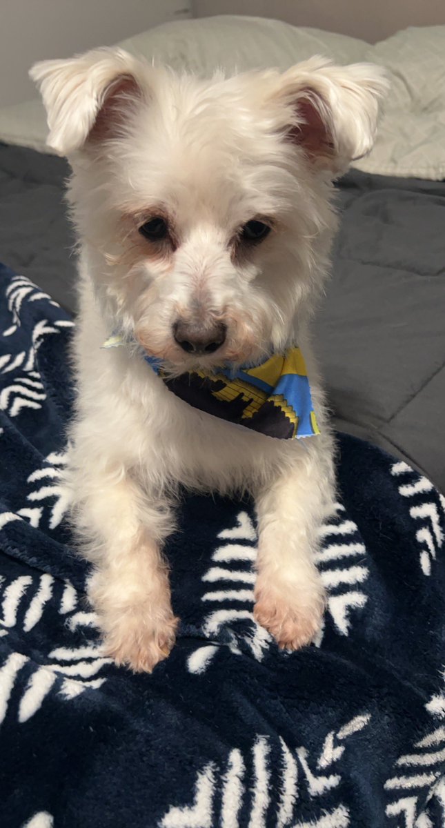 Ryan 🐻‍❄️ tweet media