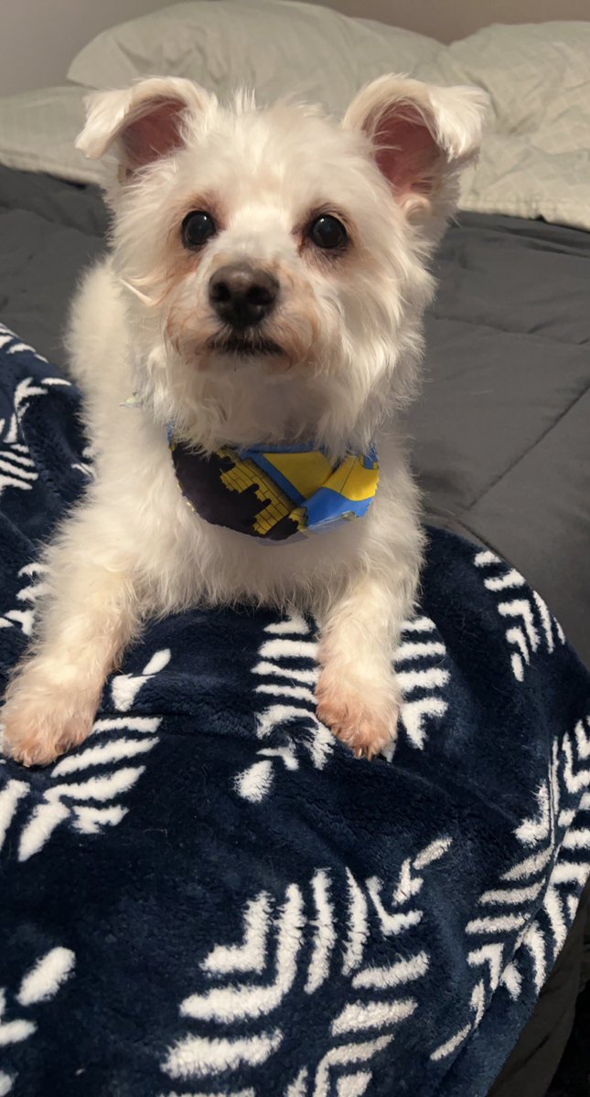 Ryan 🐻‍❄️ tweet media