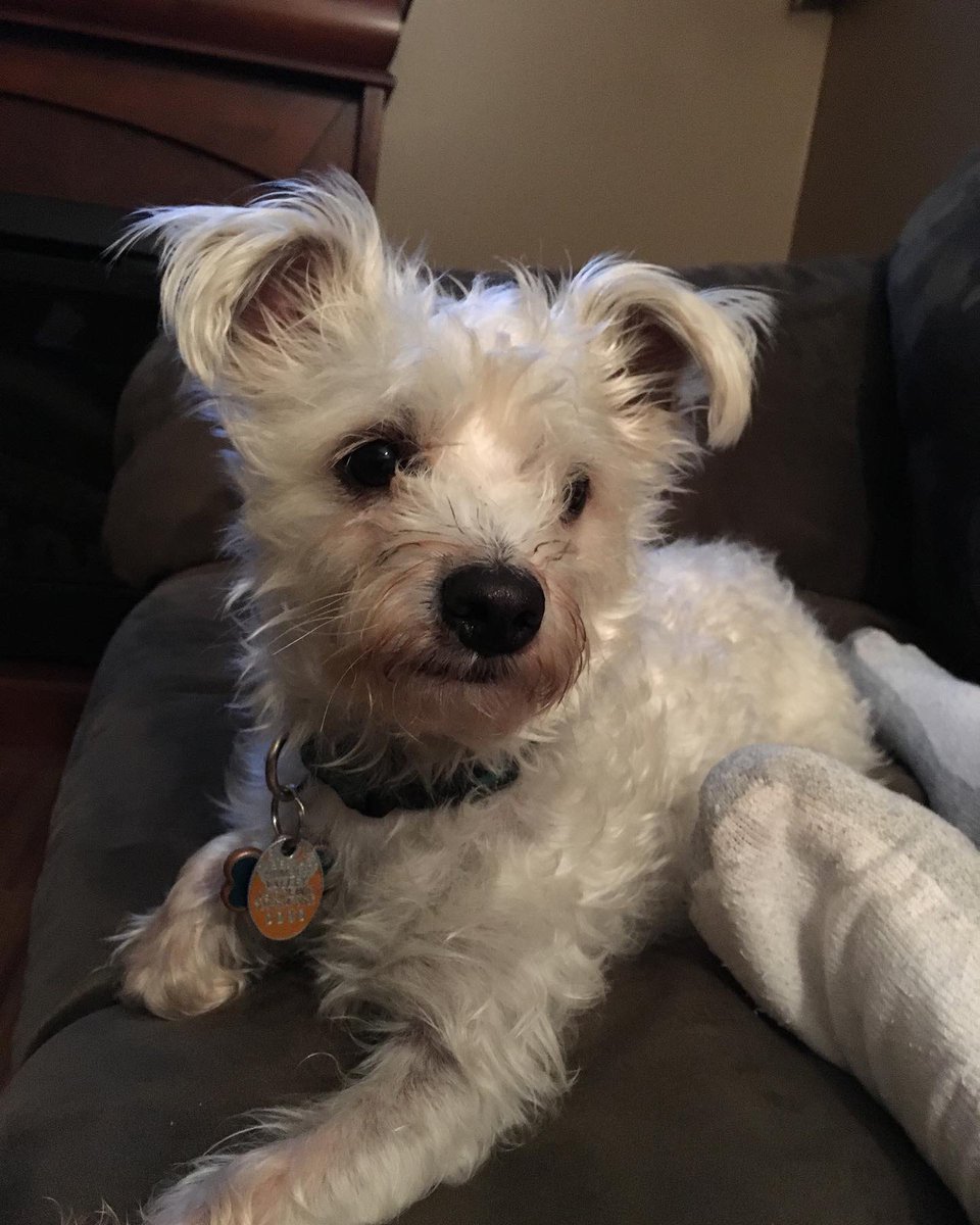 Ryan 🐻‍❄️ tweet media