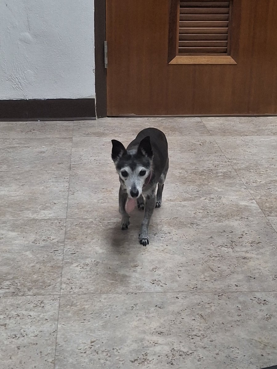 Movimiento Social Pro Bienestar Animal (MOSPBA) tweet media