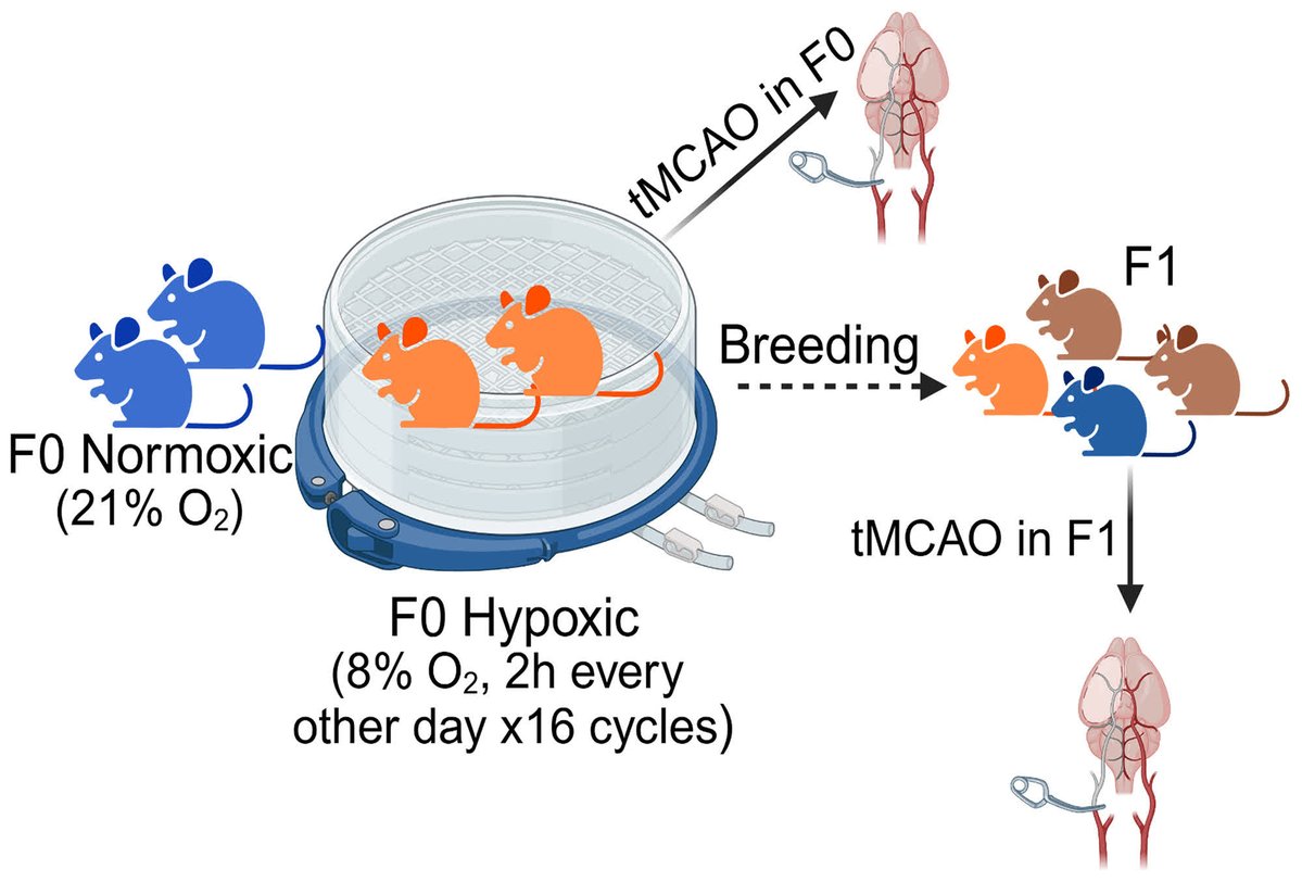 Stroke AHA/ASA tweet media