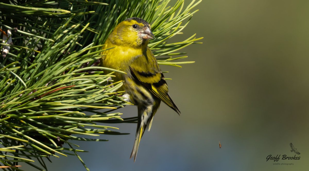 Geoff Brookes tweet media