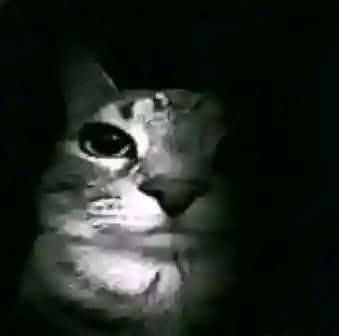 MythyMoo tweet media