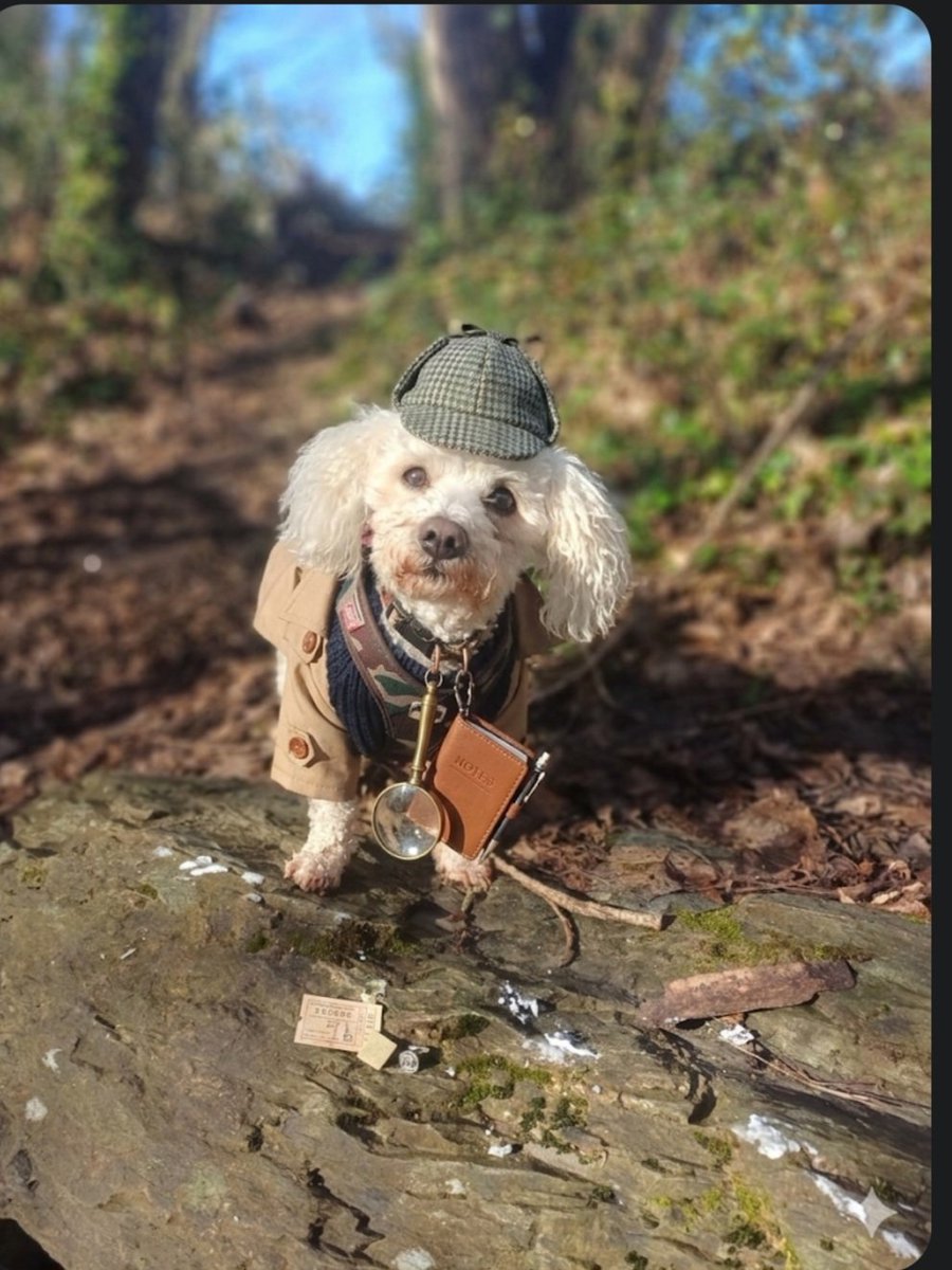 John Mcc 🙋➕️🐶 Buddy. 💚☘️ tweet media