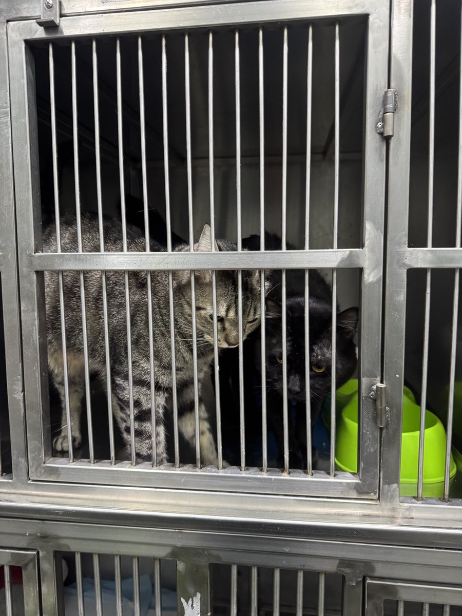 سُ سُ tweet media