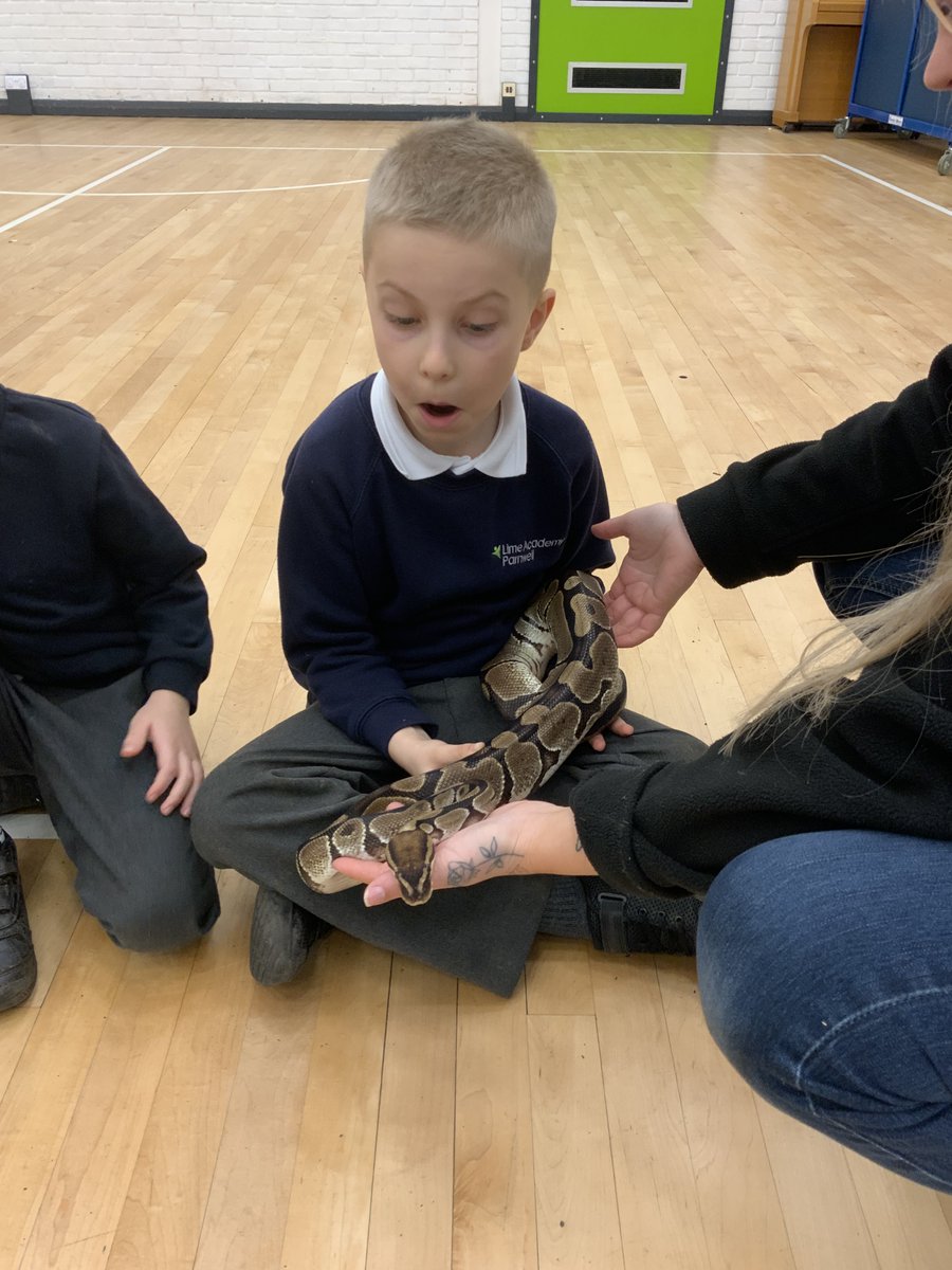 LAParnwell's tweet photo. Year 1 met real meerkats linked to Meerkat Mail, while Year 2 were amazed by a real owl connected to The Owl Who Was Afraid of the Dark. They even held reptiles and rodents! 🦉🦎🐭 A magical day of learning! #HandsOnLearning #MeerkatMail #OwlWhoWasAfraidOfTheDark #LearningIsFun https://t.co/EUWClmvH31