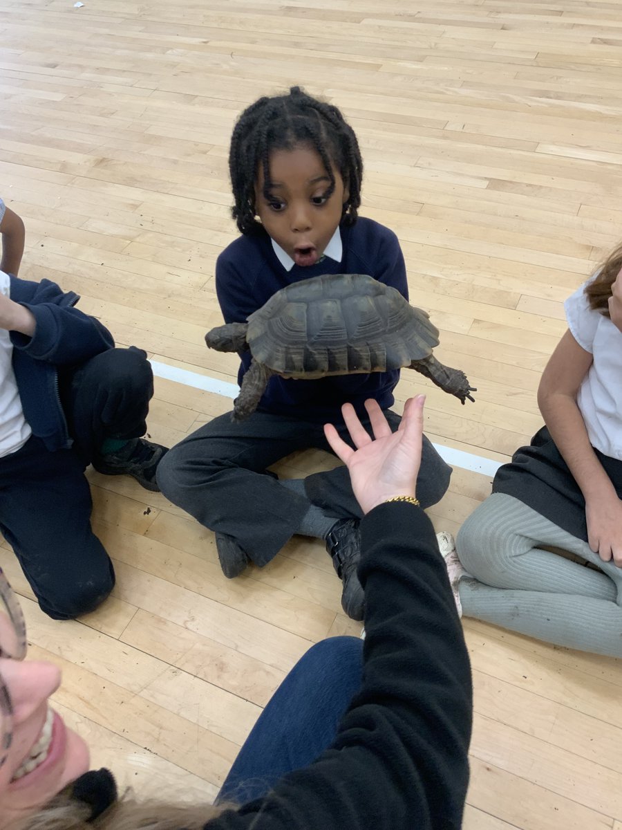 LAParnwell's tweet photo. Year 1 met real meerkats linked to Meerkat Mail, while Year 2 were amazed by a real owl connected to The Owl Who Was Afraid of the Dark. They even held reptiles and rodents! 🦉🦎🐭 A magical day of learning! #HandsOnLearning #MeerkatMail #OwlWhoWasAfraidOfTheDark #LearningIsFun https://t.co/EUWClmvH31