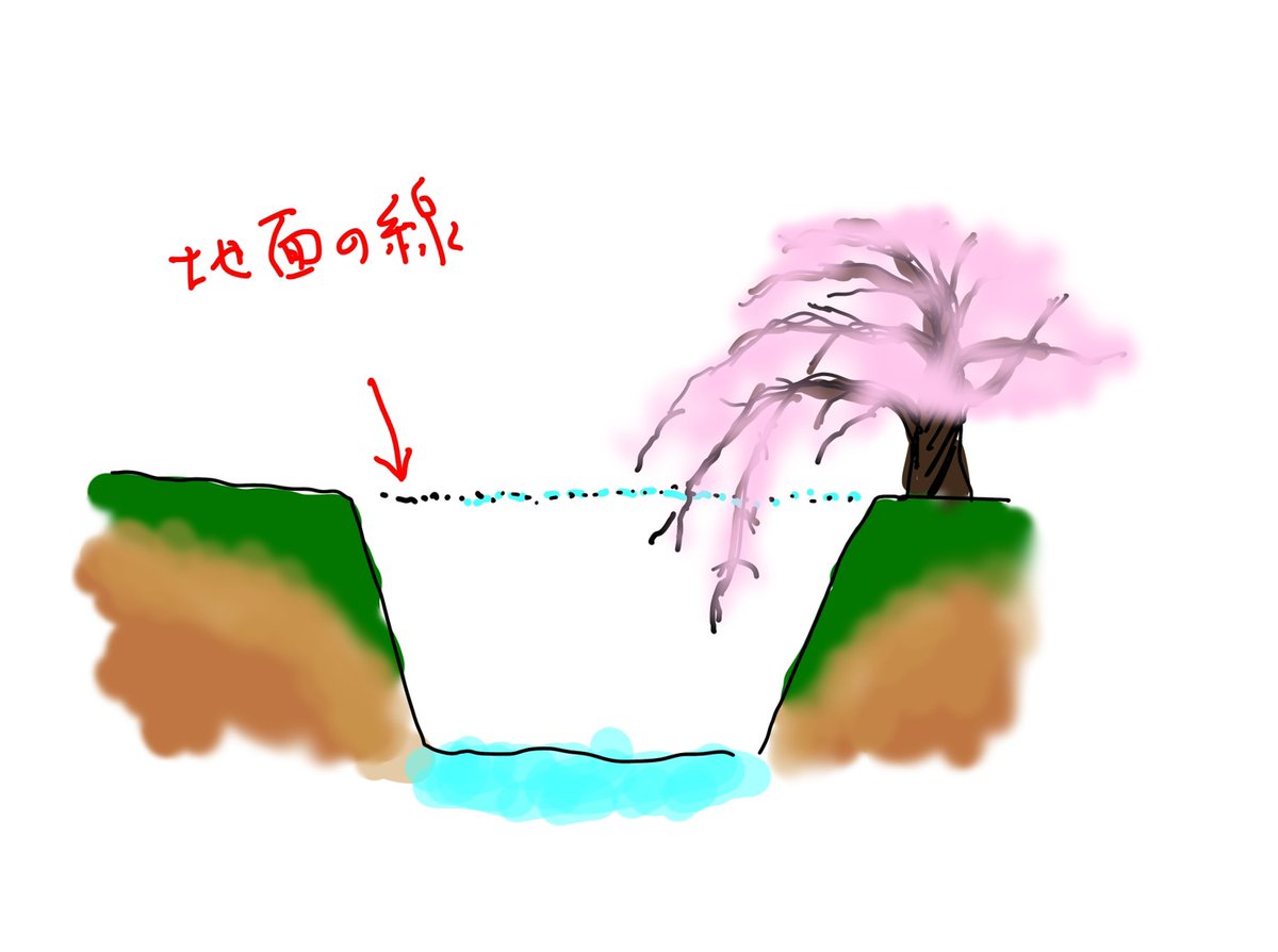 ato_orio's tweet photo. 川沿いの桜が地面より低い位置まで枝を伸ばす理由がナゾだ。
いくつか理由はあるらしいんだけど、専門家が「こういう理由です(ドンッ！)」みたいのを見つけられていない。
直接聞いても桜は答えてくれへんしなあ。
アルムのモミの木は教えてくれるかなあ。 https://t.co/b6GFOcGswD