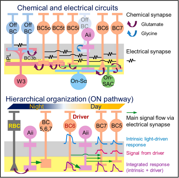 Yale Pathology tweet media