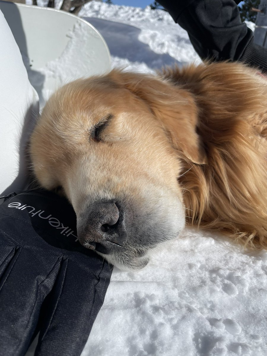 ヨコメガ（旧名メガネキャンプ） tweet media