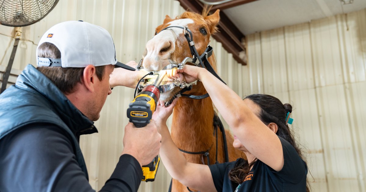 OKStateVetMed tweet media