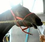 目を走る 👨‍👩‍👧