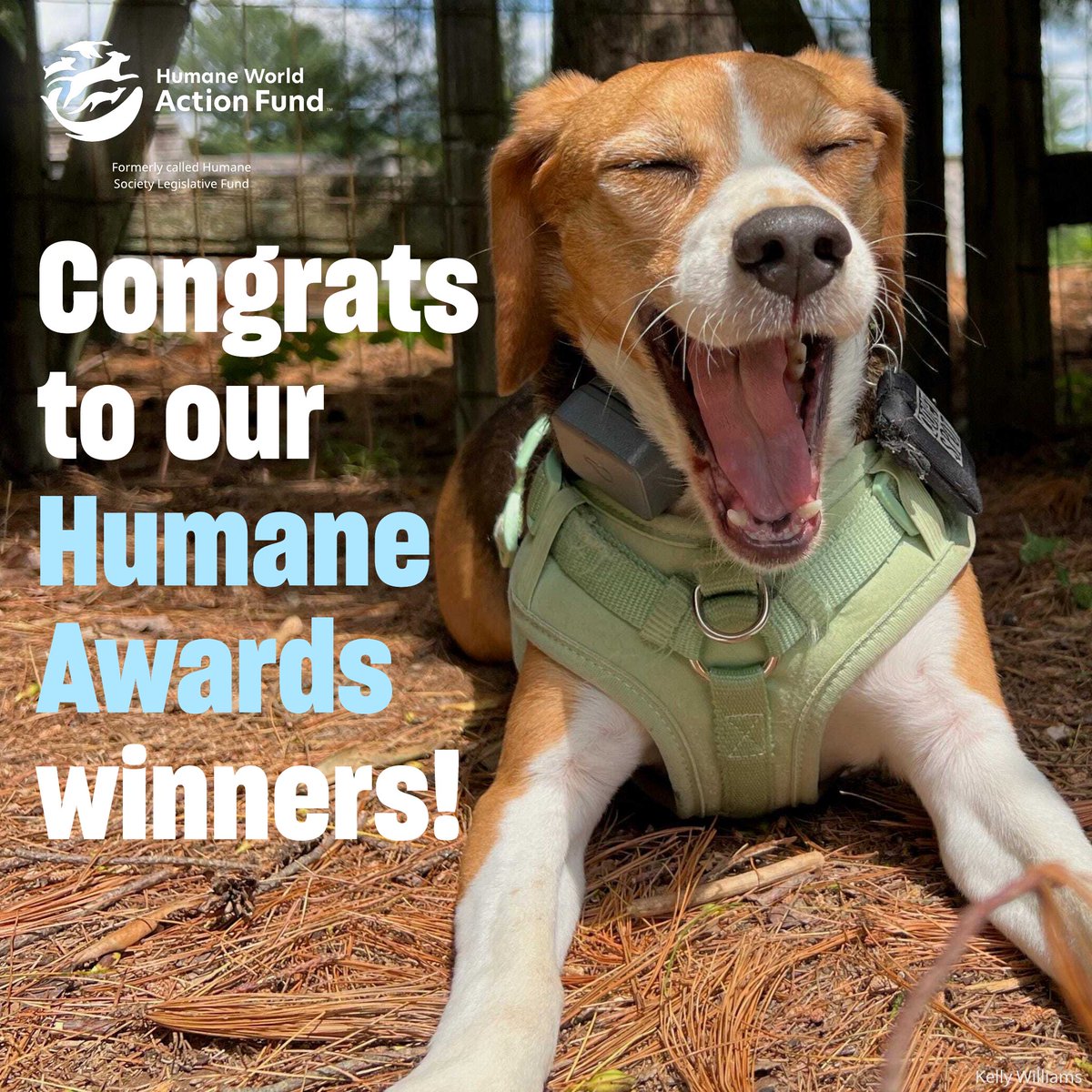 humaneactfund's tweet photo. Congrats to our #HumaneAwards winners for their dedication to advancing animal protection and working to defend the progress we have made against any attempts to roll back compassionate gains in 2025 🐾🙌
Public policy that protects animals is a crucial element in our fight to end animal cruelty and these lawmakers are at the forefront of that fight.
Read more ➡️ https://t.co/UFhi3H0SAV