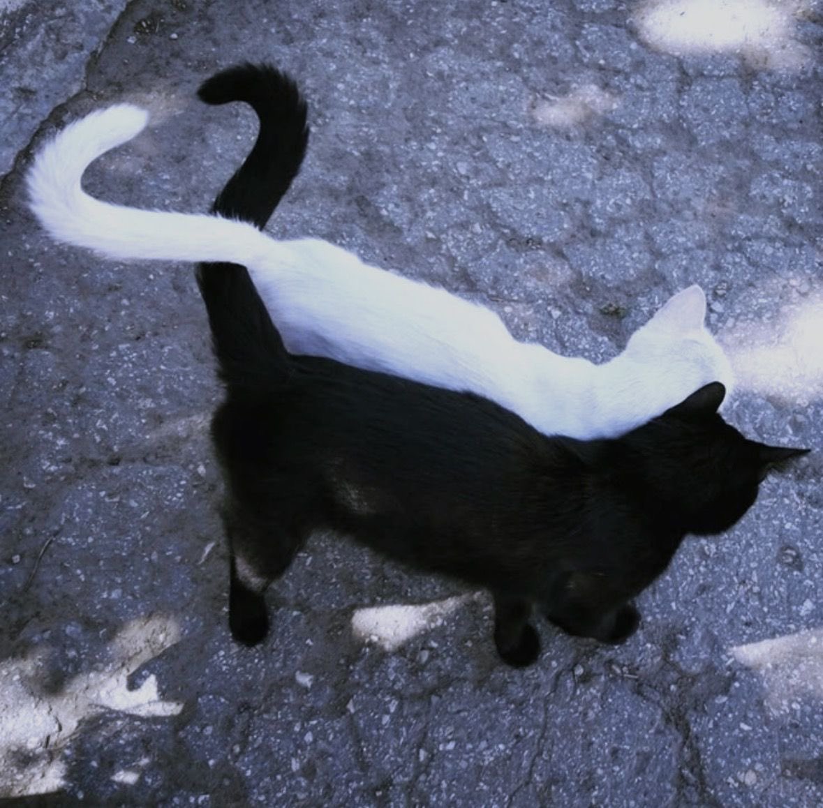 rune 🐾 tweet media