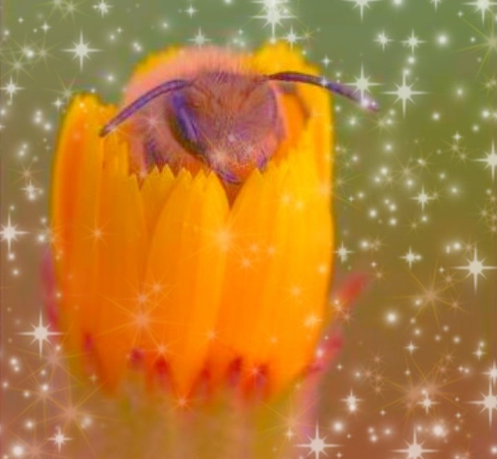 BEE SWORD 🐝🗡️ tweet media