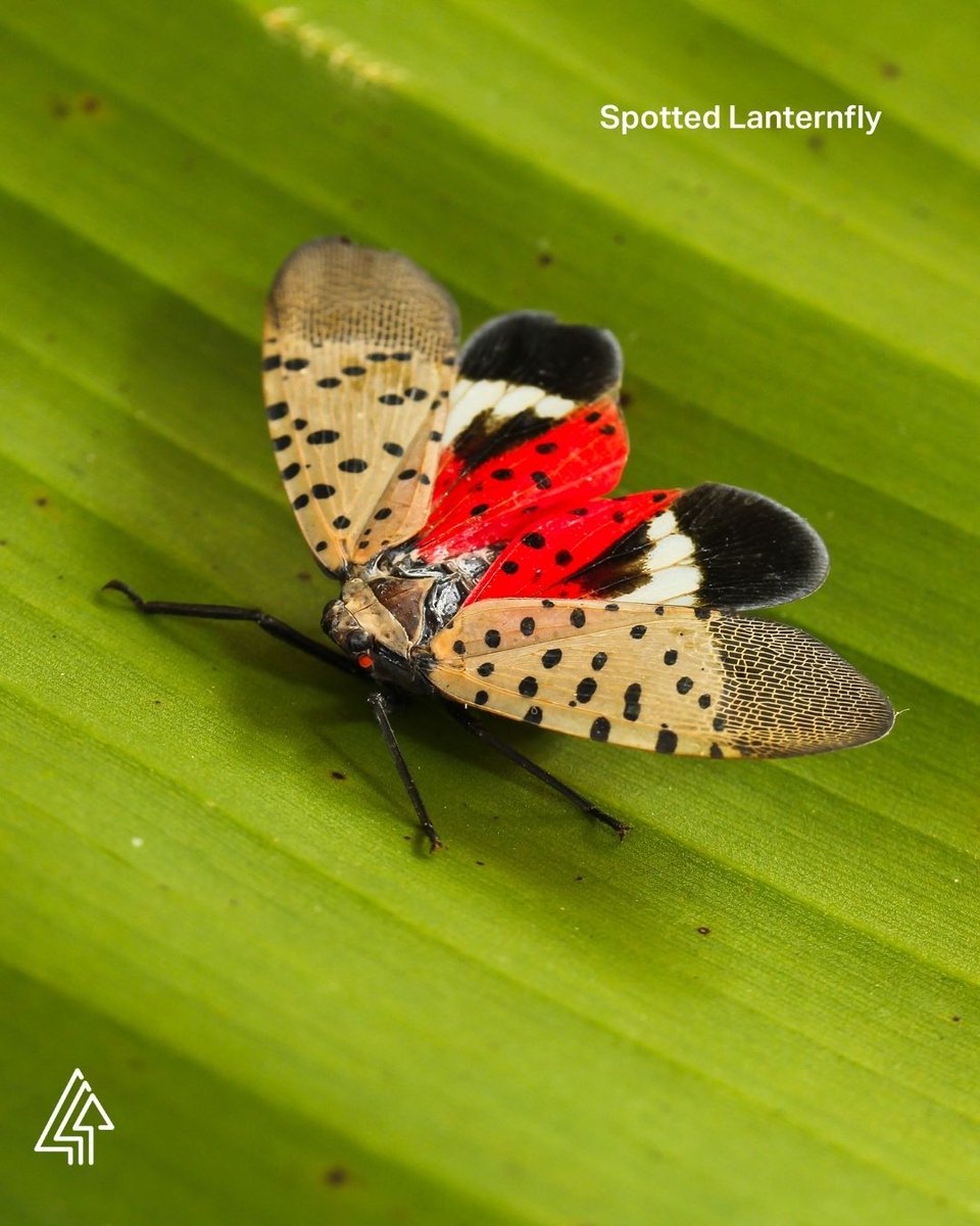 Forests Canada tweet media