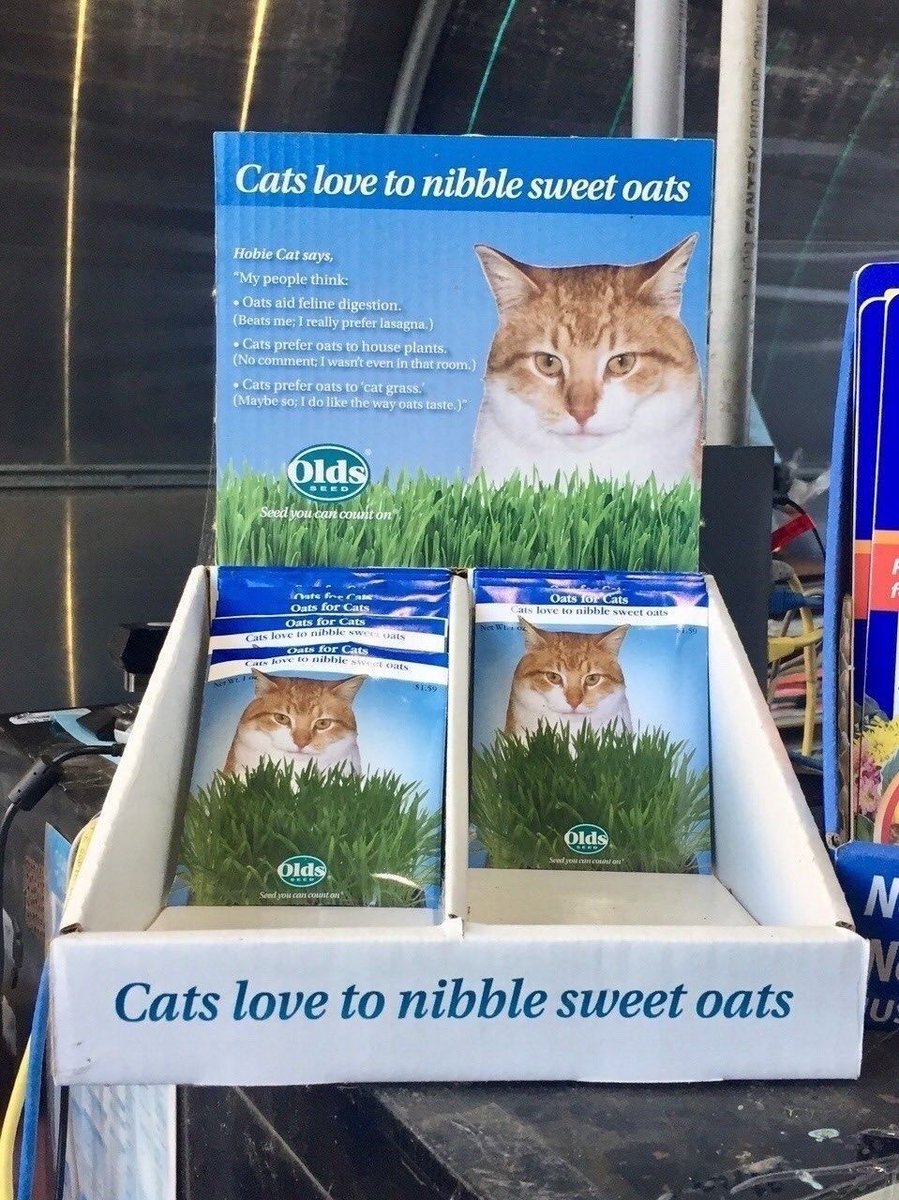 cats love to nibble sweet oats