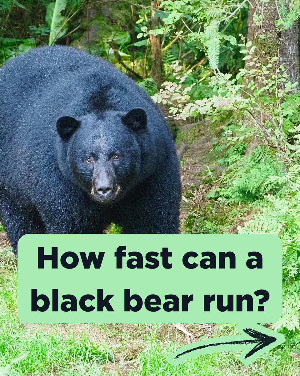 Morris CtyLibrary tweet media