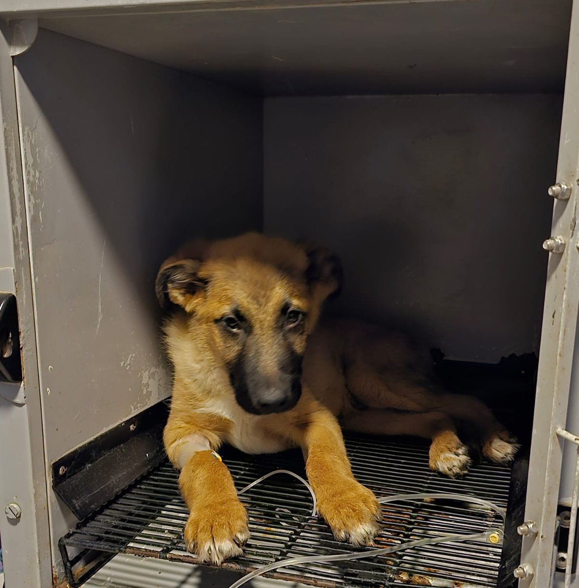 Apesar de tanta publicación que hago no logro reunir para poder pagar lo del cachorrito con parvovirus😔aun faltan 140.000 y si no pago no puedo ingresar al otro perrito herido. Por favor debo mucho y me esta costando ayudar😭💔
Solange Palacios
Banco estado
Cuenta rut
17376209-7