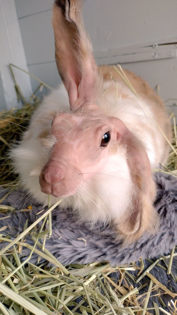 Captain Albert tweet media