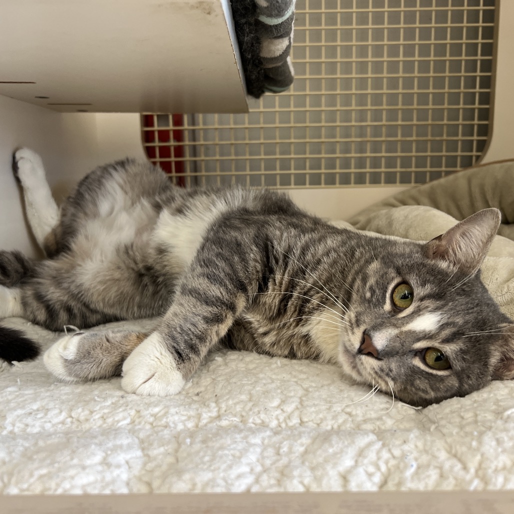 4Paws tweet media