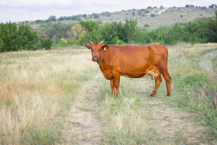 Two Responses to the Enigma of the Parah Adumah (Red Heifer) -  thewisdomdaily.com/two-responses-… Two Responses to the Enigma of the Parah Adumah (Red Heifer)