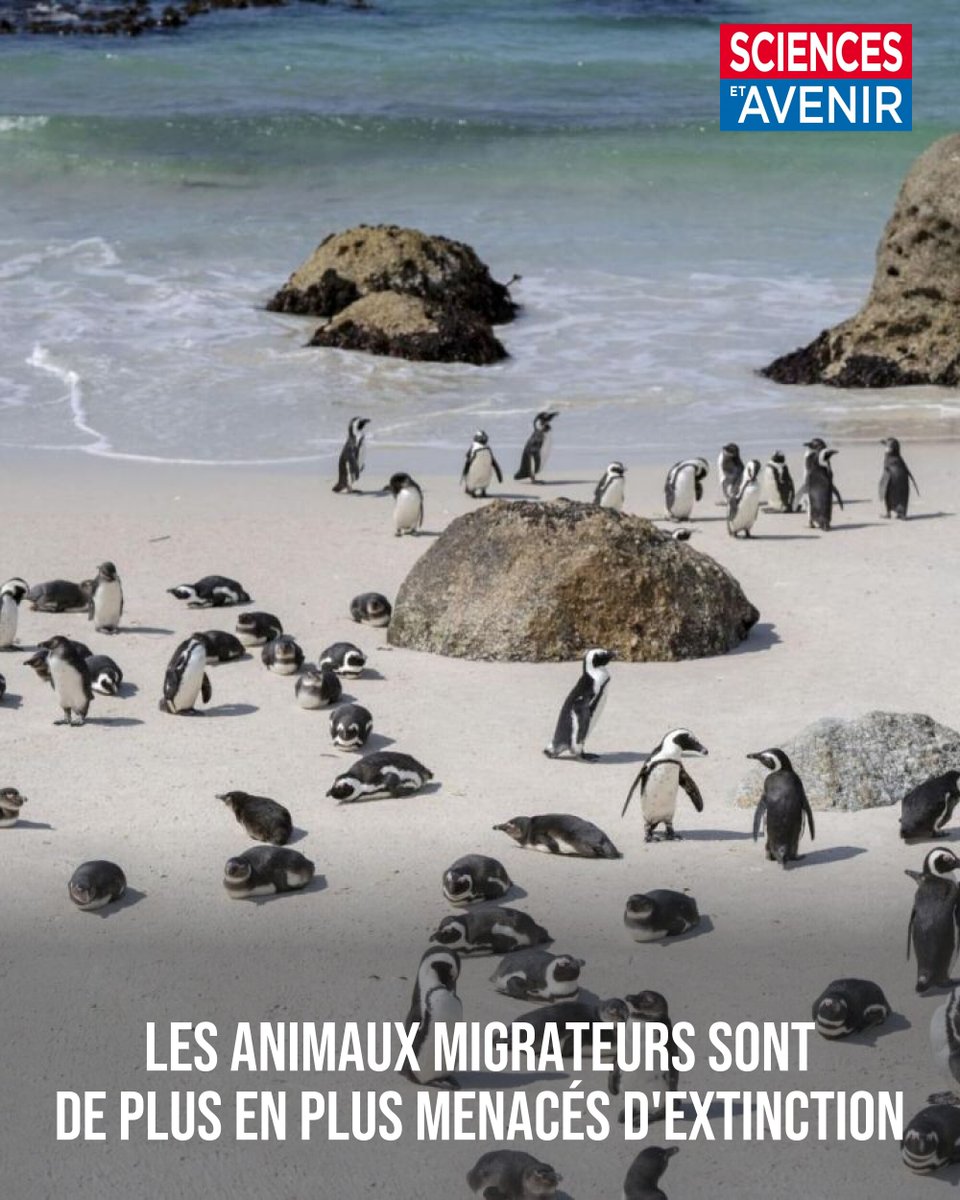 Une sur quatre est menacée d'extinction et la moitié, soit 592 espèces, voient leur population décroître 
👉 l.sciencesetavenir.fr/P1A