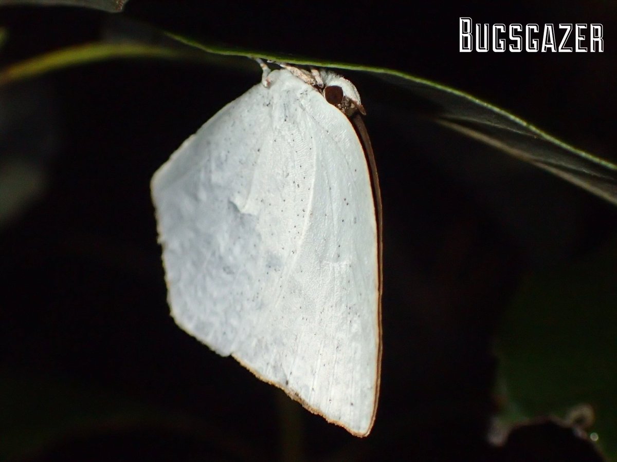 某むっしー㌠@切り紙の人 (@RTBGz01mkTNLBo0) / Posts / X