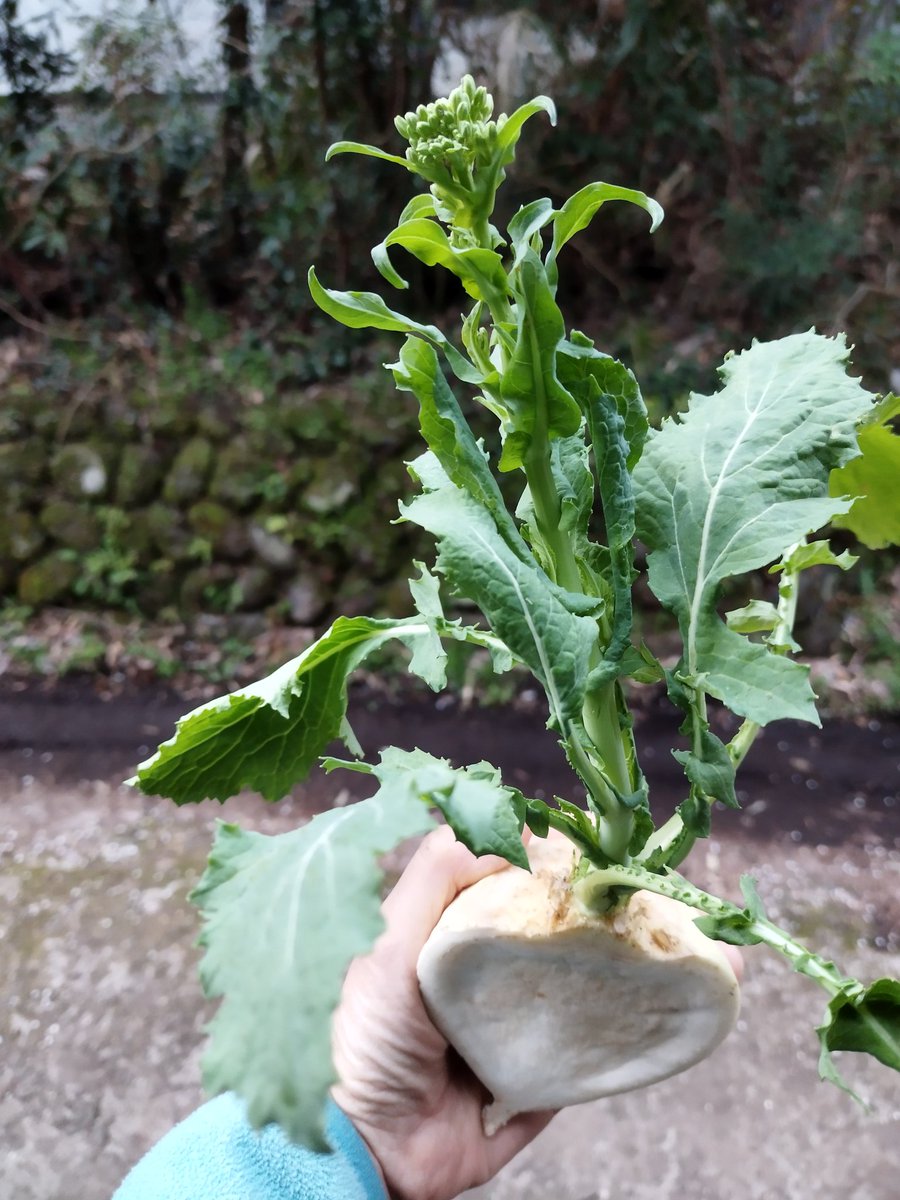 nanokazefarm's tweet photo. トウ立ちの季節
半分だけ残っていたカブからも、元気に菜の花が…
水もあげてないけど、実の水分養分を吸い上げてるんだろうなあ
実はもうしわしわ
菜の花食べよう
これからカブや小松菜の菜の花がとれる予定です
それに��てもトウ立ちが早い早春

#とうだち #端境期 https://t.co/Q9H3w4yqui