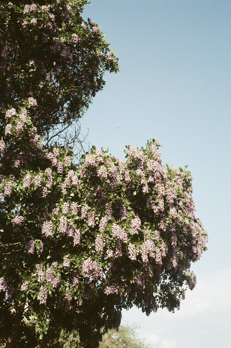 365 Things Austin tweet media