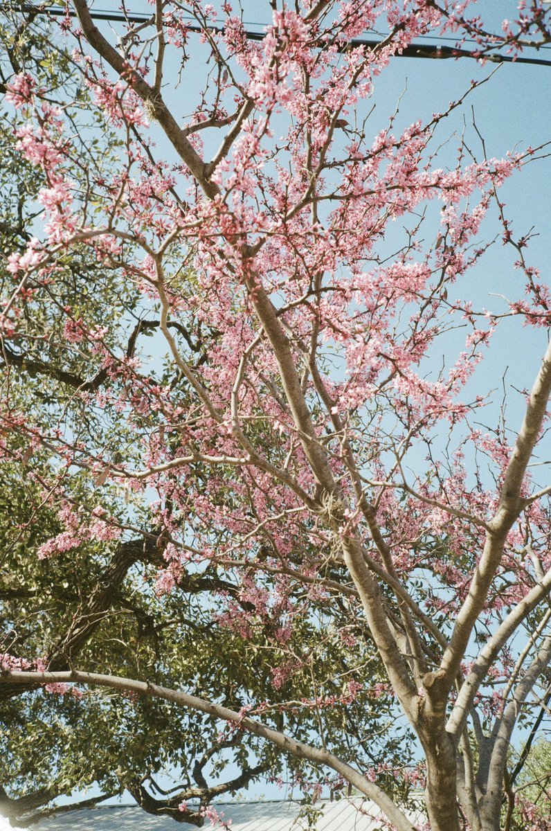 365 Things Austin tweet media