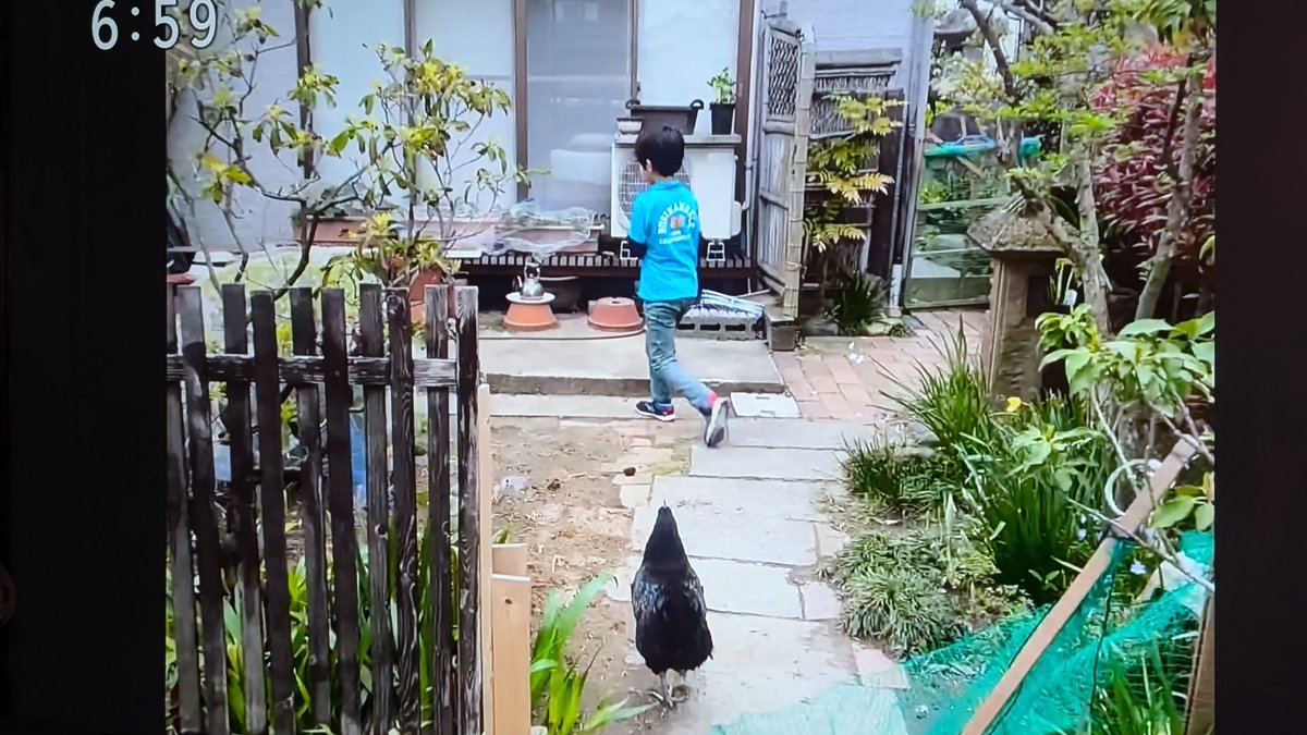 e0655 うちにはこんなのがいます にいがた地鶏🐓のコッコさん お