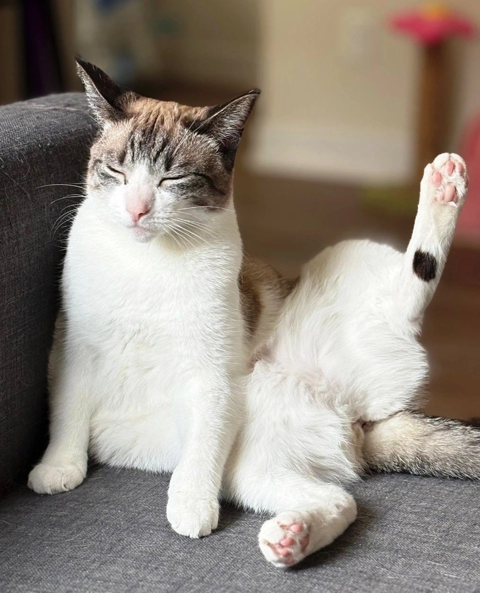 Modern Cat Magazine tweet media