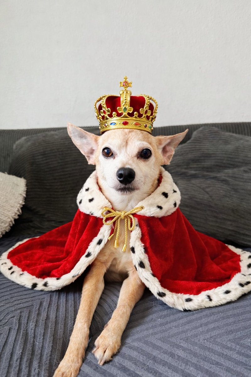 Happy birthday Kaza 🐶 🎉 14 years old healthy boy.