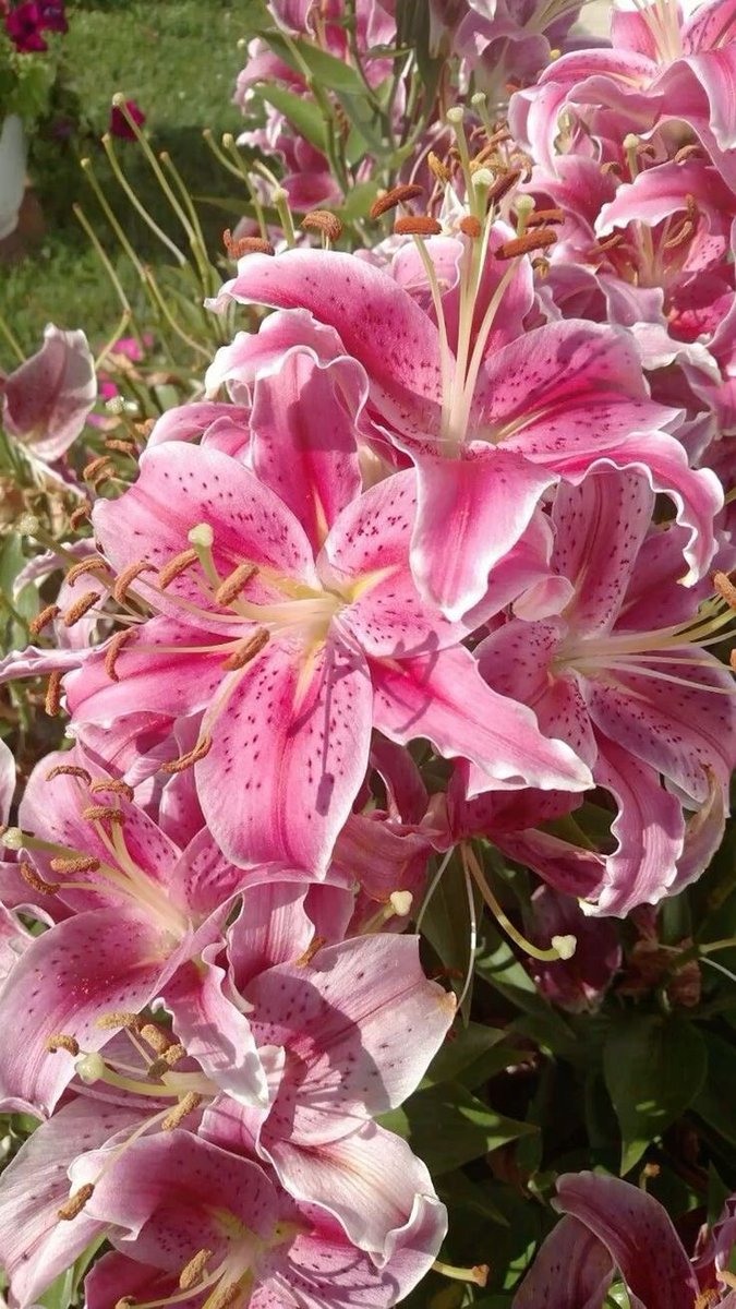 smartanduwu's tweet photo. بما ان لي فترة طويلة ما اتكلم عن الازهار
بالحقيقة ازهار الليلي رائحتها تختلف على حسب نوعها وبالعادة الoriental lilies هيه اللي تنشر رائحة قوية والبعض ما يتقبلها 
بس ايش السبب ان مو الكل يشم الريحة السيئة هاذي؟ 
بتكلم عن الأسباب تحت👇🏻 https://t.co/PRgxZd3hwh