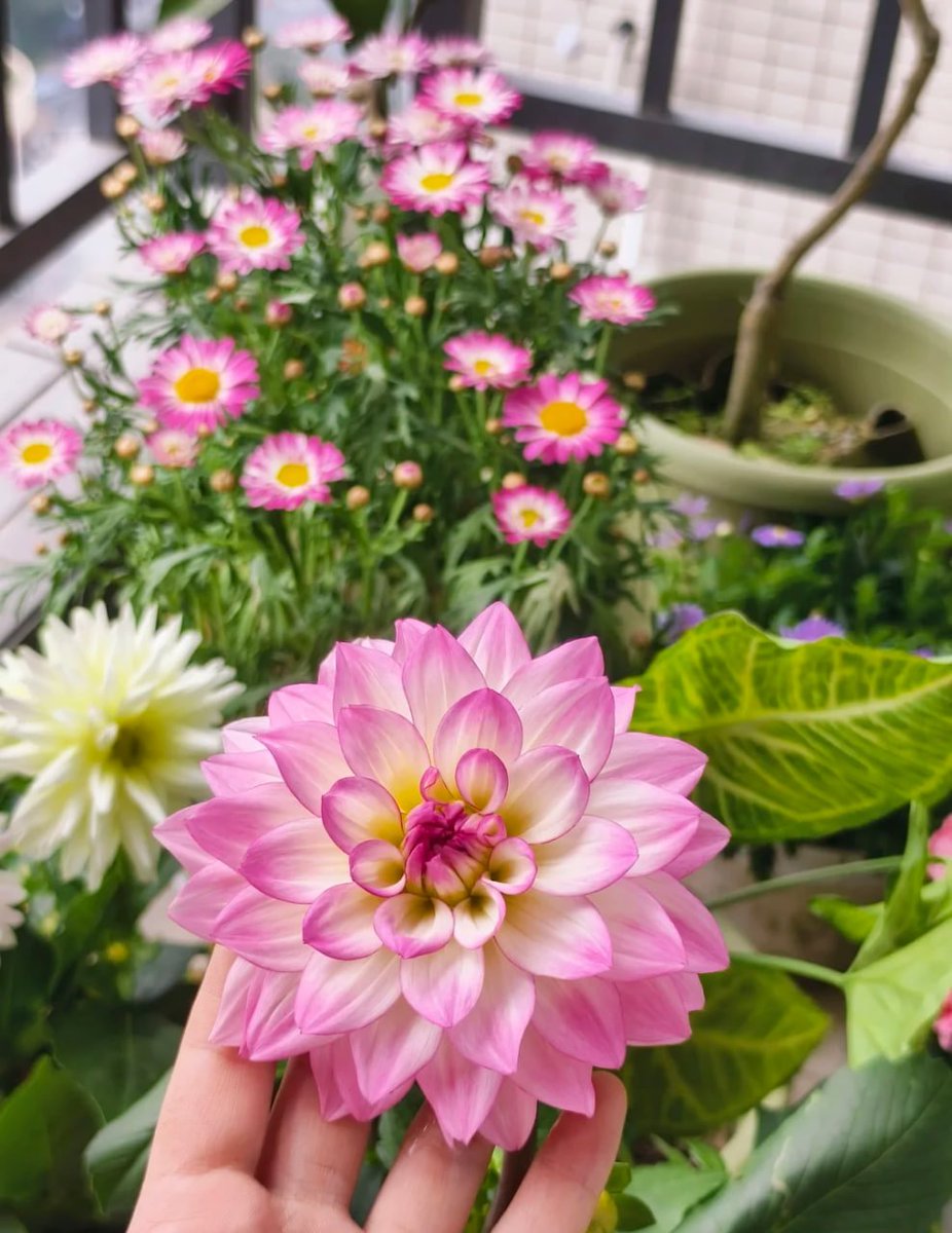 Uncommonswift's tweet photo. Caught in a moment of blooming beauty. 🌷✨ This stunning flower reminds me that life is a garden, and we each add our own unique colors. 💖🌼 https://t.co/ahXtBDetWe