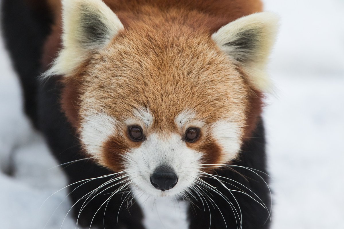Red Panda Network tweet media